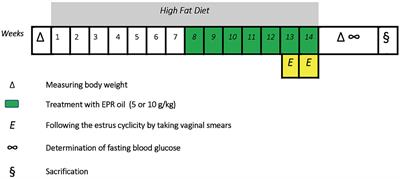 Evening Primrose Oil Ameliorates Hyperleptinemia and Reproductive Hormone Disturbances in Obese Female Rats: Impact on Estrus Cyclicity